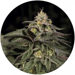 Taima Cocoa Mint Kush 2