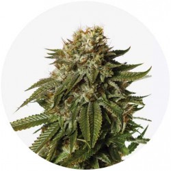 Taima Girl Scout Cookies 2