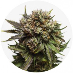 Taima Gorilla Cookies 2