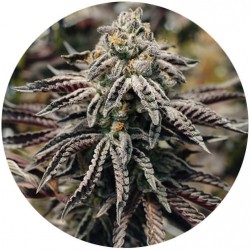 Taima Grandaddy Cookies 2