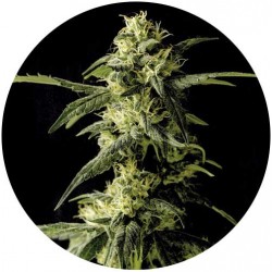 Taima Super Lemon Juice 2