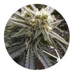 Taima Bubble Berry Banana 2