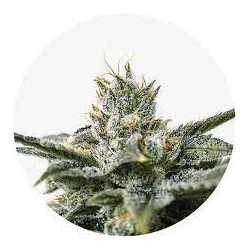 Taima Candy Banana Kush 2
