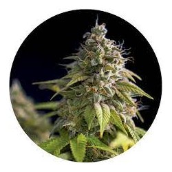 Taima Critical Lemon Kush 2