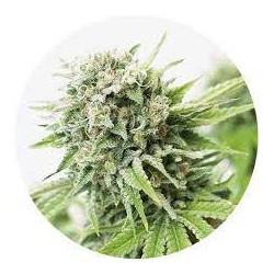 Taima Critical Lemon Mango 2