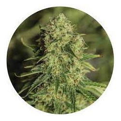 Taima Double San Fernando Valley 2