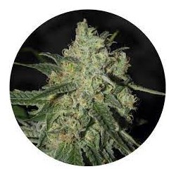 Taima White Widow 2